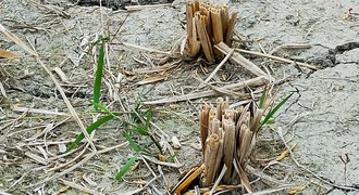 Landwirtschaft & Ernährung für eine Welt im Umbruch/2023