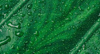 Agro-Gentechnik/2007